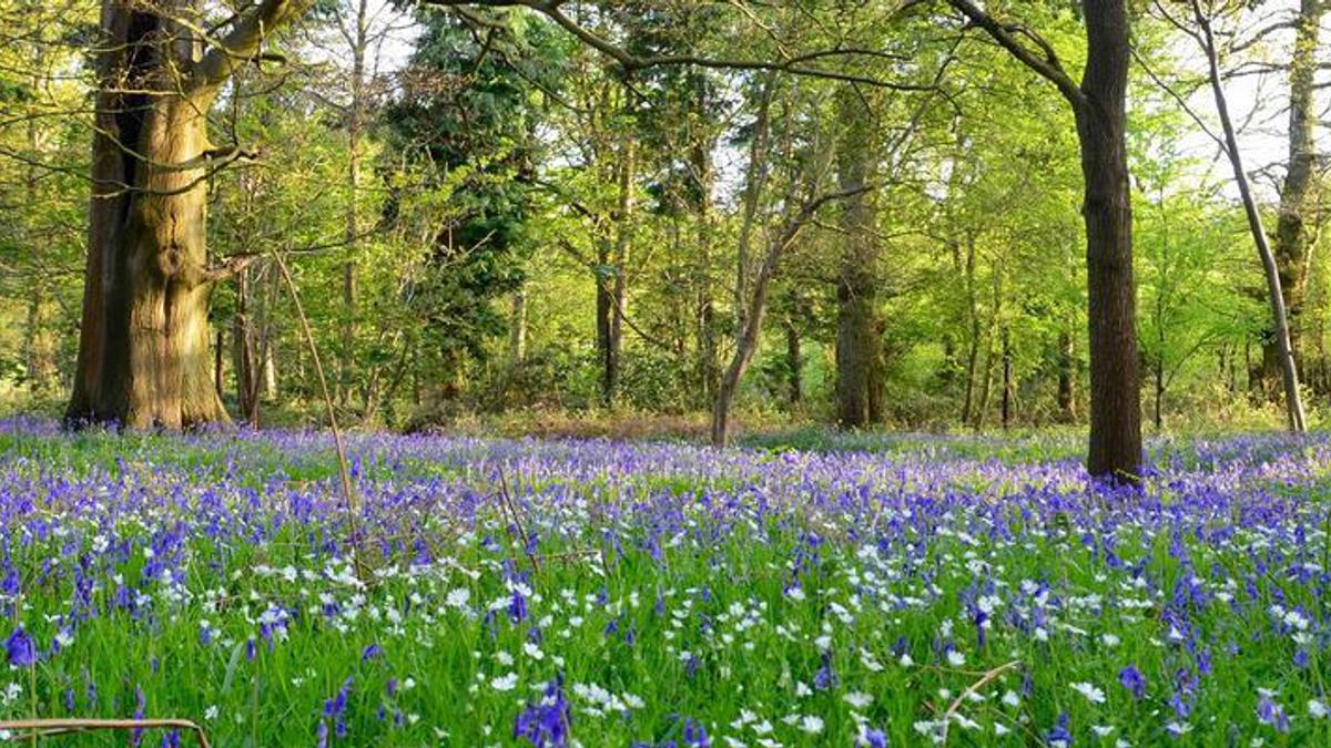 Harcourt arboretum HOLDING IMAGE TO BE REPLACED