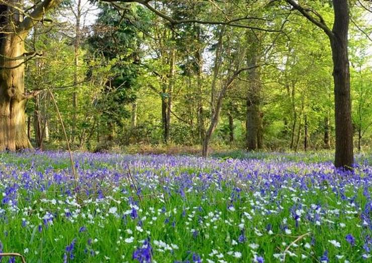 Harcourt arboretum HOLDING IMAGE TO BE REPLACED